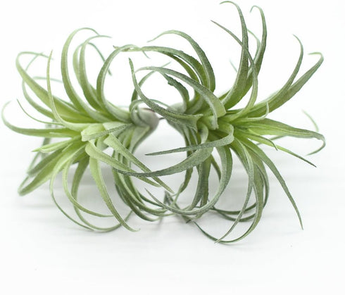 2PCS Faux Succulents Artificial Flocking Tillandsia Air Plants Bromeliads for Home Decor, Garden, Office, Terrarium