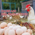 1lb BODISEINT Dried Chicken Nesting Herbs, Herb Layer Feed Coop, Poultry Bedding Use for Laying Hens,Natural Refresher
