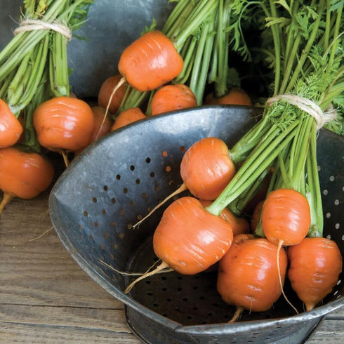 Sunutri Seeds Pack 4 126, Carrot Seeds Variety Heirloom Carrot Varieties: Tendersweet, Danvers Parisian, Rainbow Mix