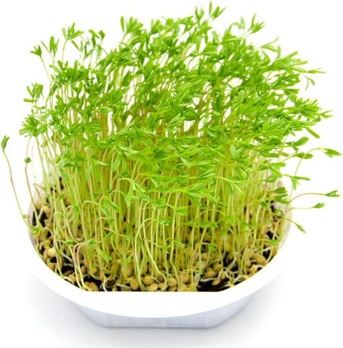 Heirloom Non-GMO Green Lentil Seeds - One Pound for Sprouting