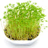 Heirloom Non-GMO Green Lentil Seeds - One Pound for Sprouting