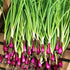NIKA SEEDS 300 Seeds Vegetable Welsh Onion Red - Seeds
