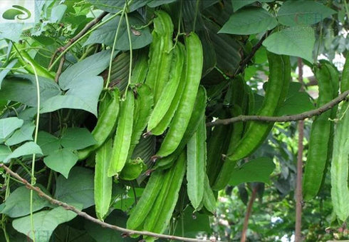 VAACNEE 15pcs MOCCUROD Winged Pea Seeds Four Angled Bean Dragon Bean Seeds