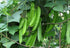 VAACNEE 15pcs MOCCUROD Winged Pea Seeds Four Angled Bean Dragon Bean Seeds