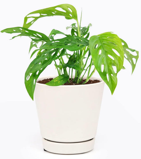 Monstera Adansonii 'Swiss Cheese' (4" Minimalist Pot w. Saucer) - Air-Purifying Houseplant