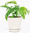 Monstera Adansonii 'Swiss Cheese' (4" Minimalist Pot w. Saucer) - Air-Purifying Houseplant
