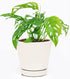 Monstera Adansonii 'Swiss Cheese' (4" Minimalist Pot w. Saucer) - Air-Purifying Houseplant