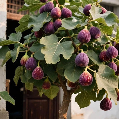 50+ Seed King Figs Sweet Fresh Fruit Seeds for Planting Outdoor-Non-GMO Heirloom Rare Fig Tree Plant in Your Home