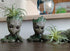 Artificial Air Plants, Faux Succulents Unpotted, Small Tillandsia Look Real in Flocked Green, Premium Crafting DIY