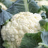 93% Gaea's Blessing Seeds - Cauliflower Seeds - Snowball Y Improved - Non-GMO Seeds with Easy to Follow Planting