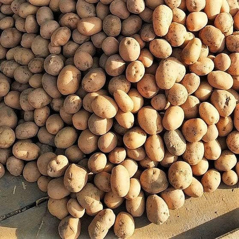 Russet Bulbs 2026-1 TomorrowSeeds - Seed Potatoes - USDA Certified for Growers Size B Non GMO Brown Burbank Idaho