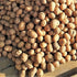 Russet Bulbs 2026-1 TomorrowSeeds - Seed Potatoes - USDA Certified for Growers Size B Non GMO Brown Burbank Idaho