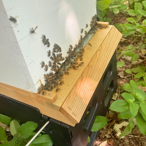 WWSB-102 Harvest Lane Honey Screened Bottom Board