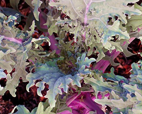 Harley Seeds 1000 Kale Mixed Seeds, This is a Mix Dwarf Blue Curled, Lacinato Dinosaur, Siberian Dwarf, Russian Red
