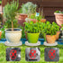 UoeRing 1 12 Inch $9.9 Pcs Plant Caddy with Wheels Hidden Wheels Heavy Duty Rolling Plant Stand, Indoor Outdoor Plant