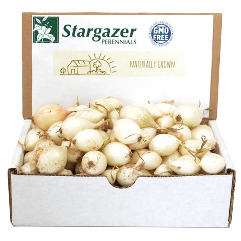 White Ebenzer Onion Sets 8 oz, Heirloom Non-GMO Bulbs for Garden, 60-80