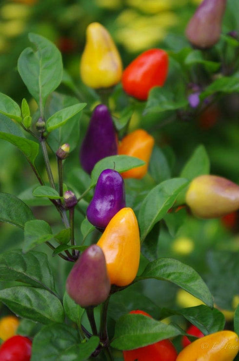 CEMEHA SEEDS Seeds Rare Pepper Ornamental Dwarf Mix Vegetable Indoor Heirloom Organic Non-GMO