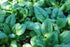 20 Country Spinach Seed, Giant Nobel, Heirloom, Non GMO, Seeds, Salad Spinach, Creek Acres