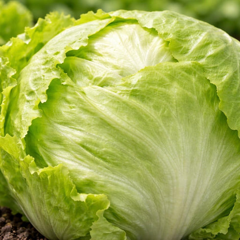 Sunutri Seeds Crisphead Iceberg Lettuce Seeds Compact Round Heads with Crisp Texture for Home Gardens, Raised Beds