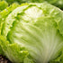 Sunutri Seeds Crisphead Iceberg Lettuce Seeds Compact Round Heads with Crisp Texture for Home Gardens, Raised Beds