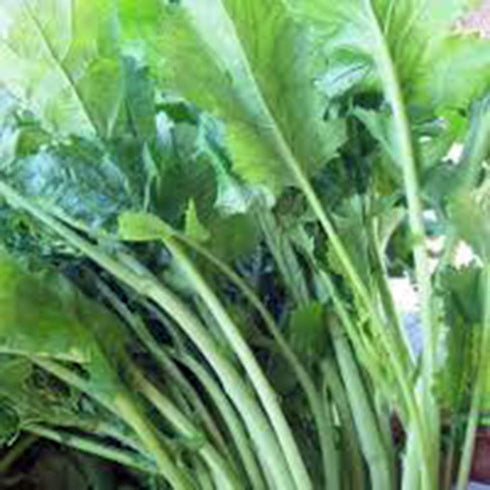 25 Country Broccoli Raab Seeds, Rapini, Heirloom, Non GMO, Seeds, Delicious a Culinary Delight, Creek Acres