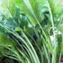 25 Country Broccoli Raab Seeds, Rapini, Heirloom, Non GMO, Seeds, Delicious a Culinary Delight, Creek Acres