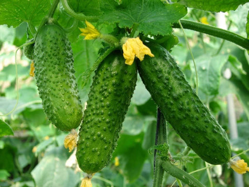 SEEDS4PLANTING F1 45 Seeds Rare Cucumber Titus Days Vine Pickling Vegetable Non GMO