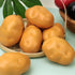 6PCS Set Ulalaza Realistic Artificial Fake Vegetables Lifelike Simulation Decorative Foam Food Imitation Potatoes Faux
