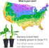 (4 Pack) Banana Trees Grand Nain | Easy to Grow Banana Plants | Edible Fruit Live Plant for Sustainable Living | Grow