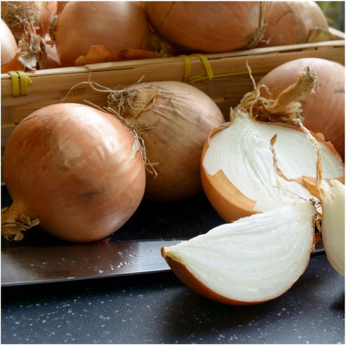 (5 Packs) Seed Needs Onion Seeds for Planting Walla Walla Long Day Onions - Non-GMO Heirloom & Untreated Vegetable