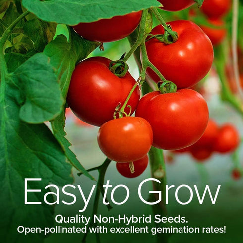 8 Tomato Growing Kit Grow Varieties of Delicious Tomatoes Non-GMO Heirloom Seeds, Complete Indoor & Outdoor Tomato Seed