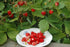 SeedsUA Seeds Alpine Strawberry Aleksandria Red Everbearing Indoor Berries Fruits for Planting Non GMO