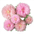 Pinks Flowers Decoration (Assorted 11''-7''), 6 pcs Artificial Tissue Paper Peony for Baby Girl Birthday