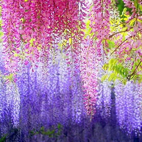 DearHouse 12 Pack Artificial Fake Wisteria Vine Hanging Garland Silk Flowers String Home Party Wedding Decor (Pink)