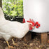 20 Pack Chicken Waterer Nipples - Easy Install Leakproof Poultry Watering System for Chicken Coop, Quail Duck Water