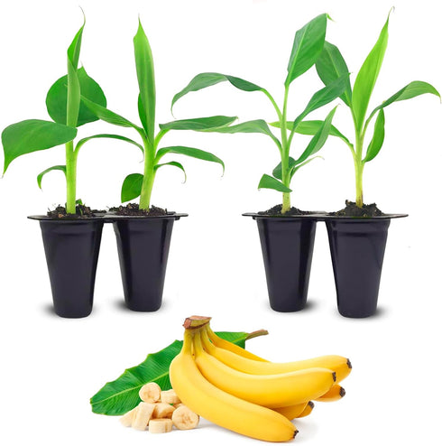 Banana Trees Grand Nain (4 Pack) | Easy to Grow Banana Plants