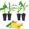 Banana Trees Grand Nain (4 Pack) | Easy to Grow Banana Plants