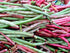 150+ Count 2026 TomorrowSeeds - Top Pick Brown Crowder Cowpea Seeds - - for Planting Non-GMO USA Vegetable Pink Red
