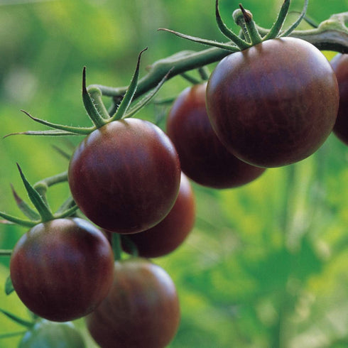 Burpee 'Black Cherry' Tomato, Purple Cherry Tomato, Sweet Rich Flavor, 30 Non-GMO