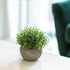 HC STAR Artificial Mini Fake Plant - Potted Decorative Lifelike Green Plants for Indoor and Outdoor Room Decor