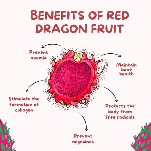 The Lucky Stars 250 95% Rare Red Dragon Fruit (Pitaya) Seeds - Germination Rate - Thanh Long RUT - Hylocereus