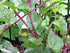 Harley Seeds 30 Malabar Red Stem Spinach Seeds Herb Heirloom Non-GMO Phooi Leaf, Red Vine, Alugbati, Vietnamese, from