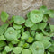 MYS 100 Seeds of Claytonia Perfoliata - Miner's Lettuce. Native Lattuce Rich in
