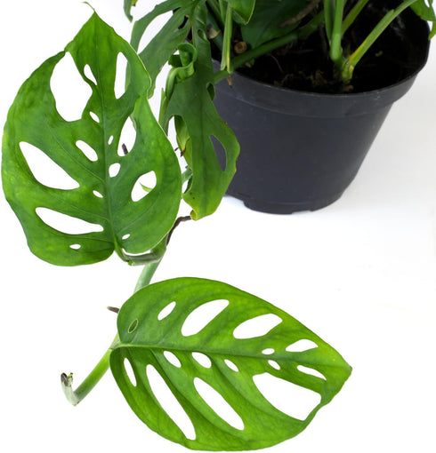 6" Swiss Cheese Plant Monstera Adansonii Live Plant Hanging Basket, Swiss Cheese Monstera Plant Live House Plants