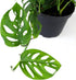 6" Swiss Cheese Plant Monstera Adansonii Live Plant Hanging Basket, Swiss Cheese Monstera Plant Live House Plants