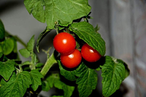20 Dwarf Bush Cherry Tomatoes Seeds for Planting About Seeds Indoor Tomato
