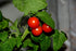 20 Dwarf Bush Cherry Tomatoes Seeds for Planting About Seeds Indoor Tomato