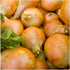 (1 Pack) Seed Needs Onion Seeds for Planting Walla Walla Long Day Onions - Non-GMO Heirloom & Untreated Vegetable Seeds