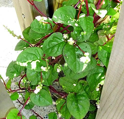 Harley Seeds 30 Malabar Red Stem Spinach Seeds Herb Heirloom Non-GMO Phooi Leaf, Red