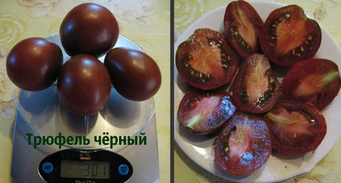 SeedsUA Seeds Tomato Black Truffle Vegetable Garden Heirloom for Planting Non GMO